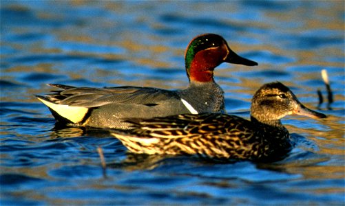 Green-winged Teal Anas carolinensis, mated pair.