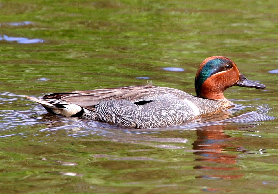 Green-winged Teal Anas carolinensis, male. Westchester Lagoon, Anchorage, Alaska