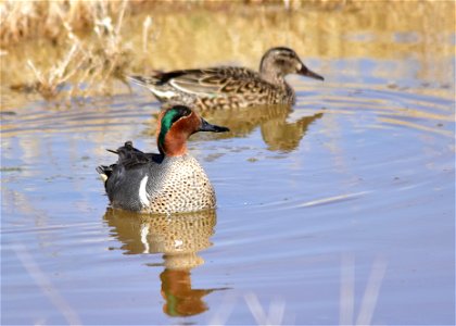 Photo: Tom Koerner/USFWS