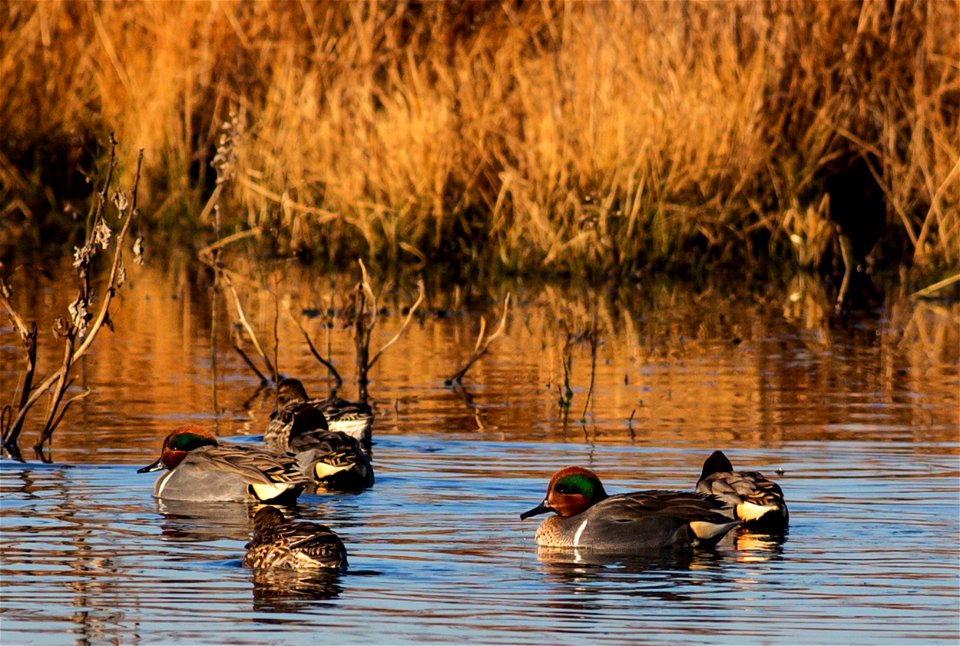 BLM Winter Bucket List #9: Cosumnes River Preserve, California, for the Trumpet and Dance of the Sandhill Crane
The Cosumnes River Preserve is home to California’s largest remaining valley oak riparia