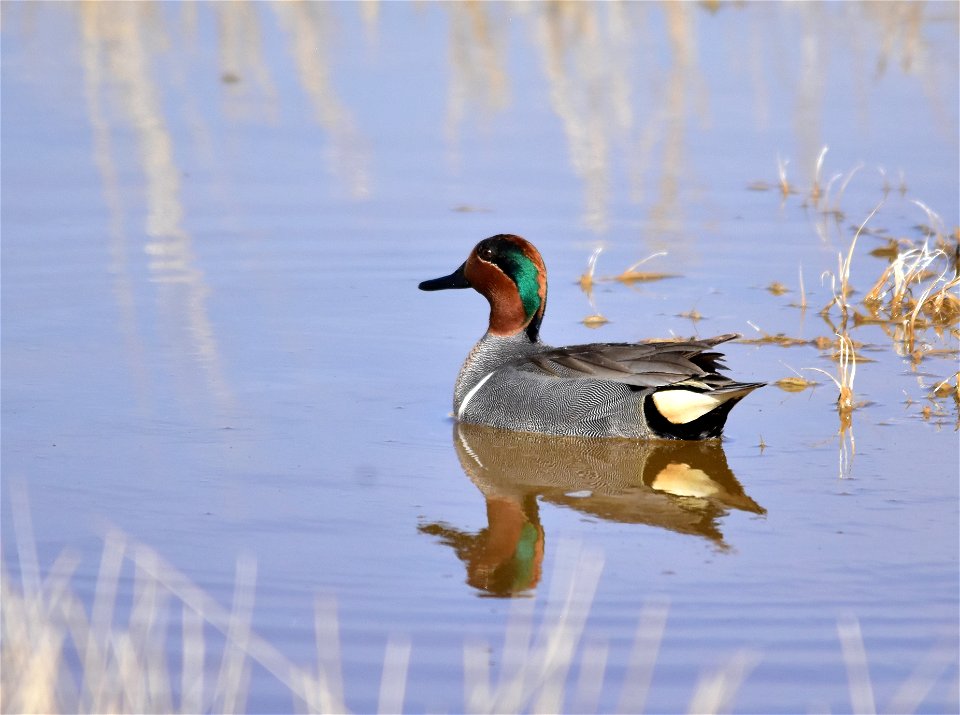Photo: Tom Koerner/USFWS