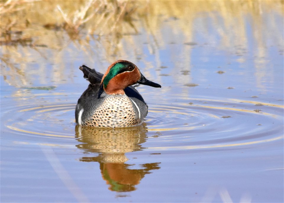 Photo: Tom Koerner/USFWS