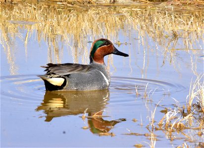 Photo: Tom Koerner/USFWS