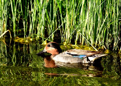 Photo: Tom Koerner/USFWS