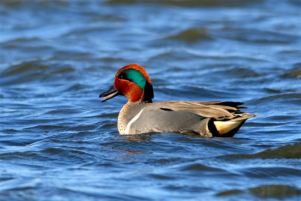 Photo: Tom Koerner/USFWS