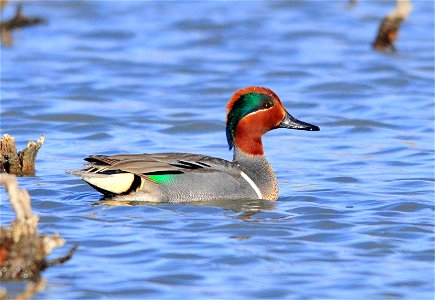 Photo: Tom Koerner/USFWS