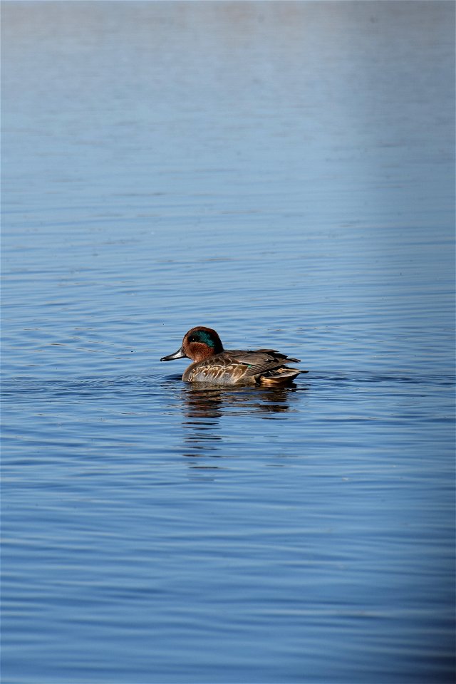 The green-winged teal is a very common duck at J. Clark Salyer NWR.  Drakes are easily identified by the green crescent around the eye.

Photo Credit:  Colette Guariglia/USFWS