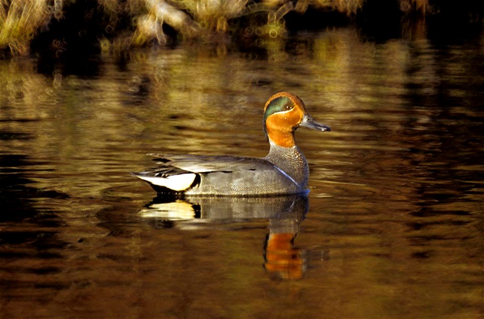 Green-winged Teal Anas carolinensis, Alaska