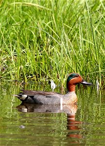 Green-winged Teal Anas carolinensis, Alaska photo