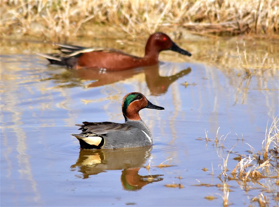 Photo: Tom Koerner/USFWS