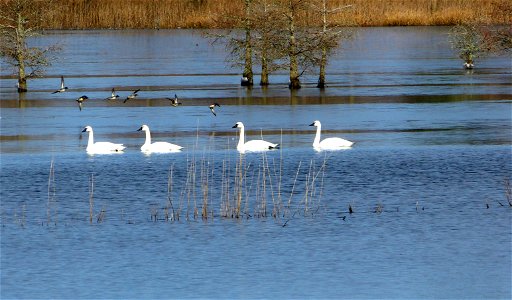 At Mattamuskeet National Wildlife Refuge in North Carolina. The Refuge’s prime location along the Atlantic Flyway makes it a vitally important stopover for wintering waterfowl. Credit: Allie Stewart, 