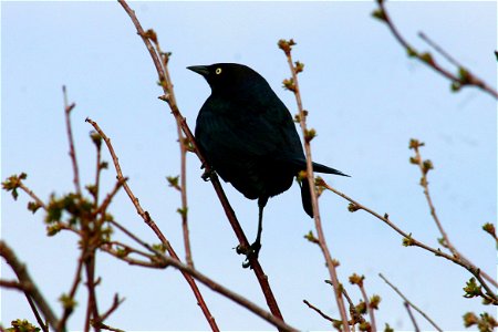 The lands of the refuge were established to protect and provide habitat for migratory birds that cross State lines and international borders and are by law a Federal trust responsibility. The refuge i photo