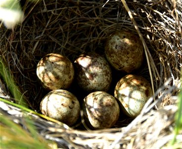 Photo: Tom Koerner/USFWS