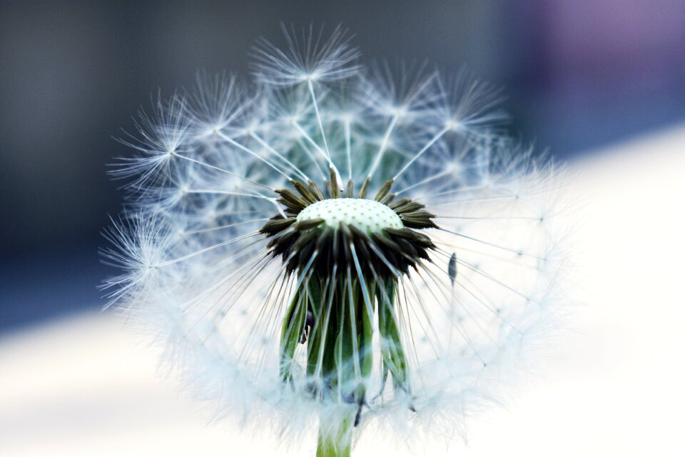Lively mag fluffy
