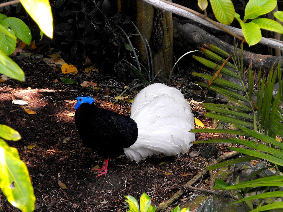 Lophura bulweri, Bulwer's Pheasant, at the San Diego Zoo, California, USA.