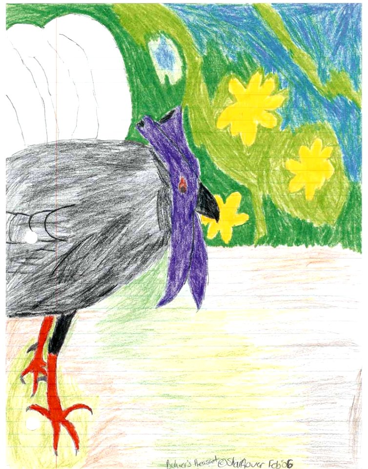 Bulwer'sPheasant