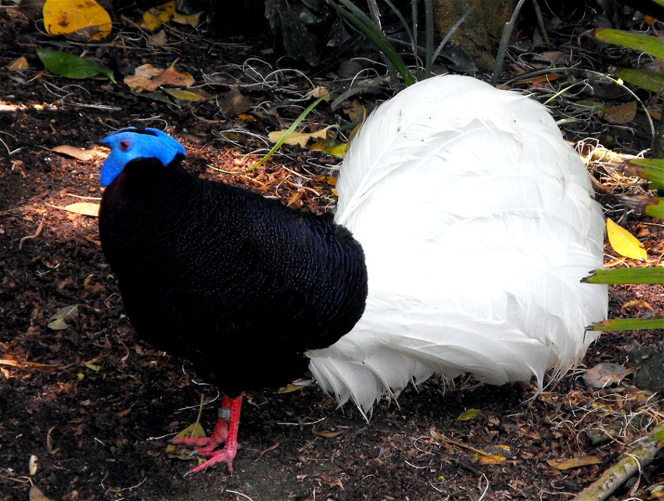 Lophura bulweri, Bulwer's Pheasant, at the San Diego Zoo, California, USA.