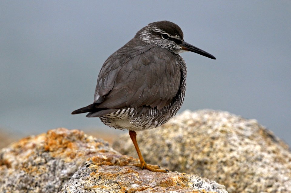 Wandering Tattler Tringa incana, California Coastal National Monument, California. Photo by David Ledig, BLM.