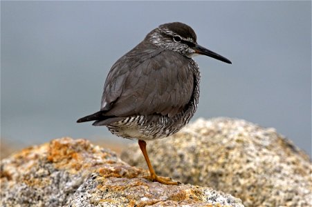 Wandering Tattler Tringa incana, California Coastal National Monument, California. Photo by David Ledig, BLM.