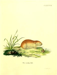 cxxxxrvm. 

Mus rutilus Pall = Myodes rutilus