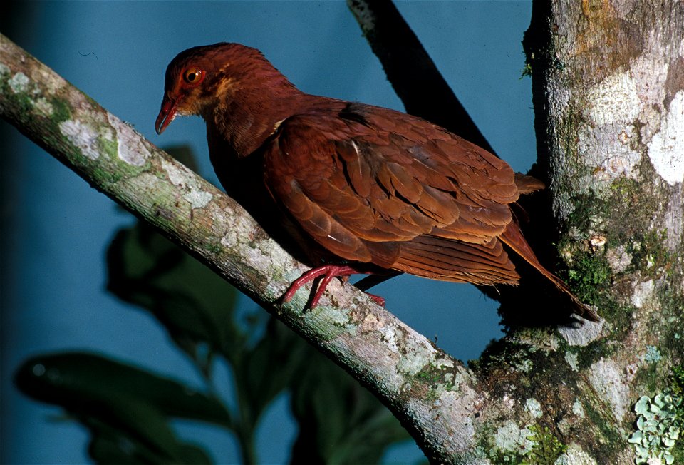 Ruddy Quail-Dove (Geotrygon montana) from the NBII Image Gallery. Photographed at Cordillera del Cóndor, Ecuador.