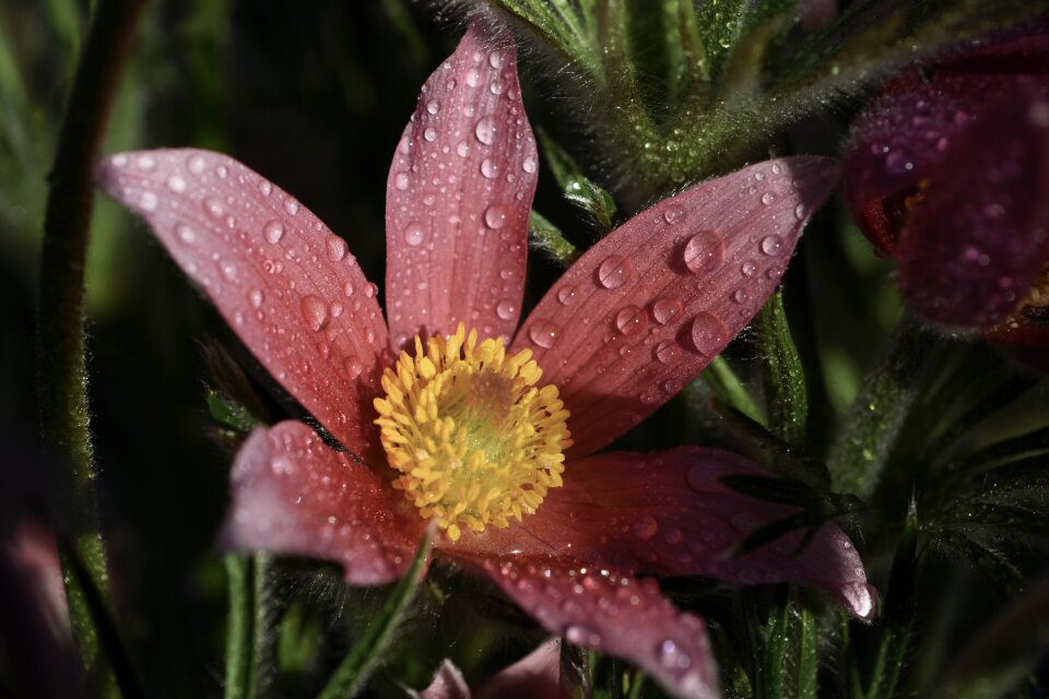 Blossom bloom petals