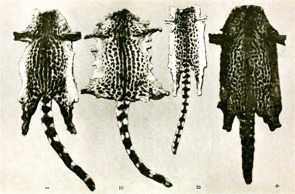 Genet pelts from Liberia. Left to right:
1, 2: Johnston's Genet
3: Leighton's Linsang

4: King Genet