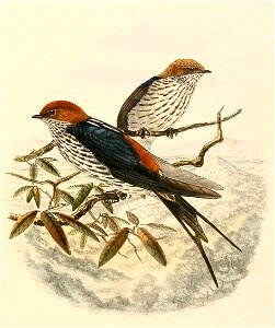« Hirundo puella » = Cecropis abyssinica puella (Subspecies of Lesser Striped Swallow)