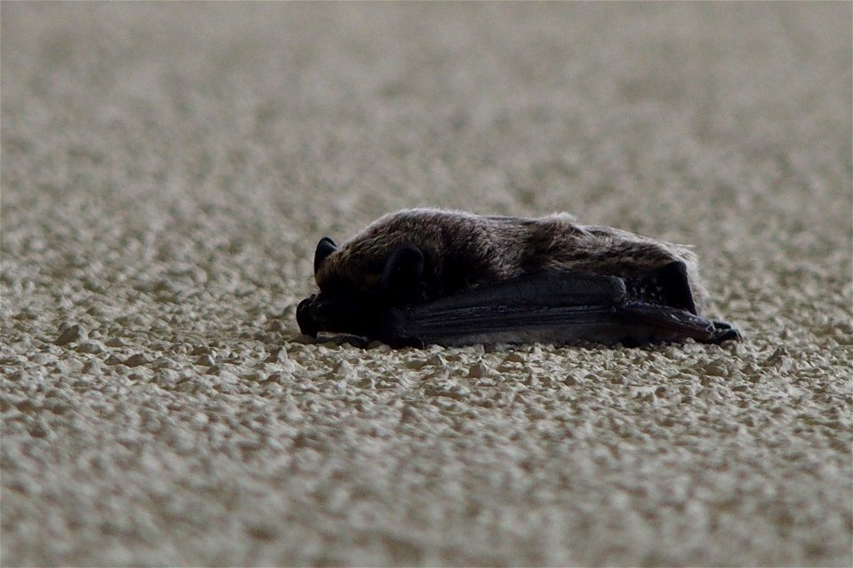 Zweifarbfledermaus (Vespertilio murinus)