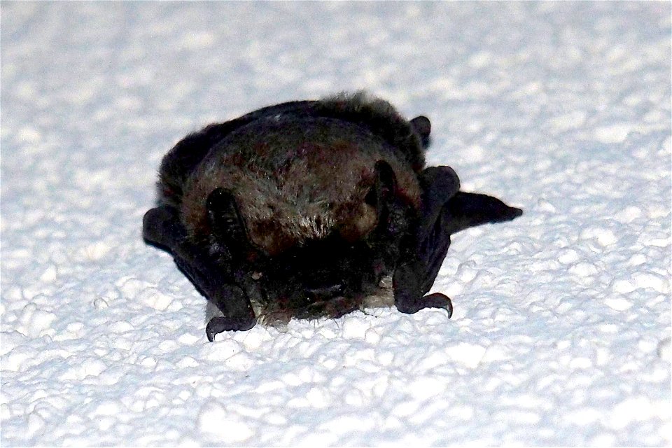 Zweifarbfledermaus (Vespertilio murinus)