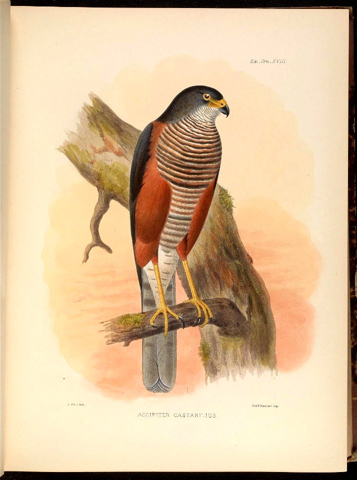 mlmmammm 
Exs.Qrro.XVlII 
J Sunt lilh . 
M-S-K Hanhart imp, 

ACCIPITER CASTANILIUS