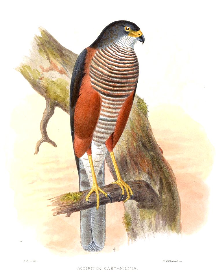 Accipiter castanilius