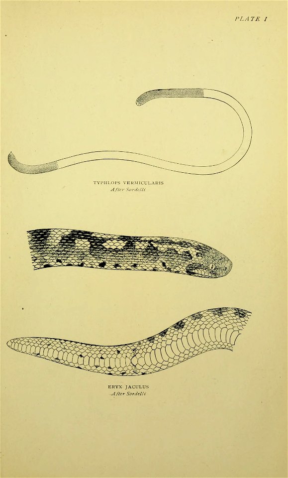 The snakes of Europe,  by G. A. Boulenger. With fourteen plates and forty-two figures in the text.