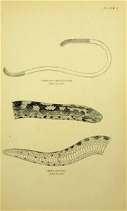 The snakes of Europe,  by G. A. Boulenger. With fourteen plates and forty-two figures in the text.