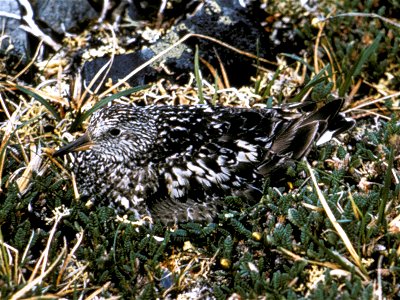 Surfbird, Aphriza virgata, incubating on nest--AK/RO/03080