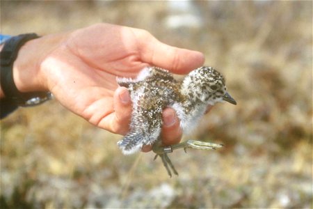 Aphriza virgata juvenile at Lake Clark National Park & Preserve, Alaska, USA