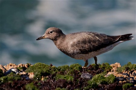 Surfbird You are free to use this image with the following photo credit: Peter Pearsall/U.S. Fish and Wildlife Service photo