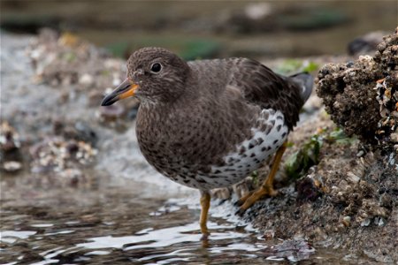Surfbird You are free to use this image with the following photo credit: Peter Pearsall/U.S. Fish and Wildlife Service photo