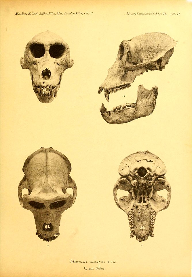 Ähh. Bei: K. Zool. Anfln: Etlni. iWis. Drrsdm lS!)S/!i Nr. 7 
Mr;j,r: Säugethirre Celehes II. Taf. II 
e 
Macacus maurus F. Cm: 

3/4 nat. Grösse