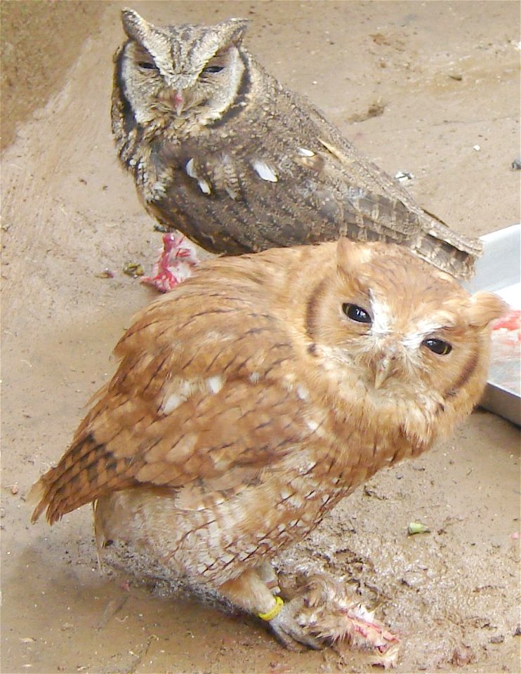 Photo of Megascops choliba taken during inspection of Animal Reception Center. Despite the colour differences of the two owls, they are of the same species, it's a normal variation.