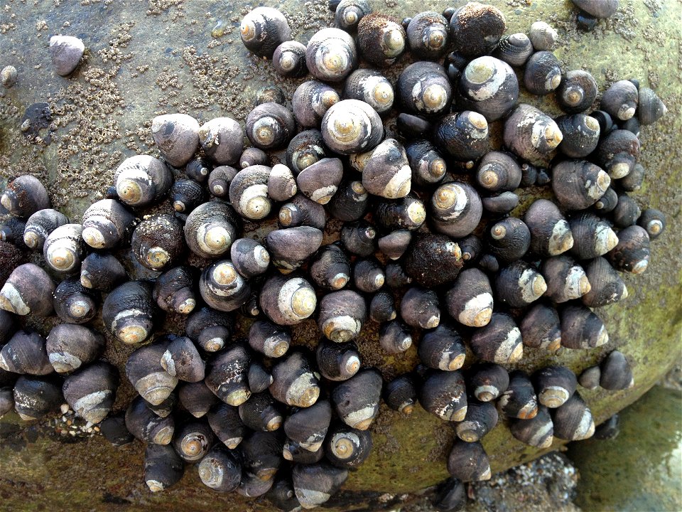 Black Tegula Snails (Chlorostoma funebralis)