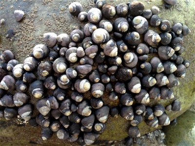 Black Tegula Snails (Chlorostoma funebralis) photo