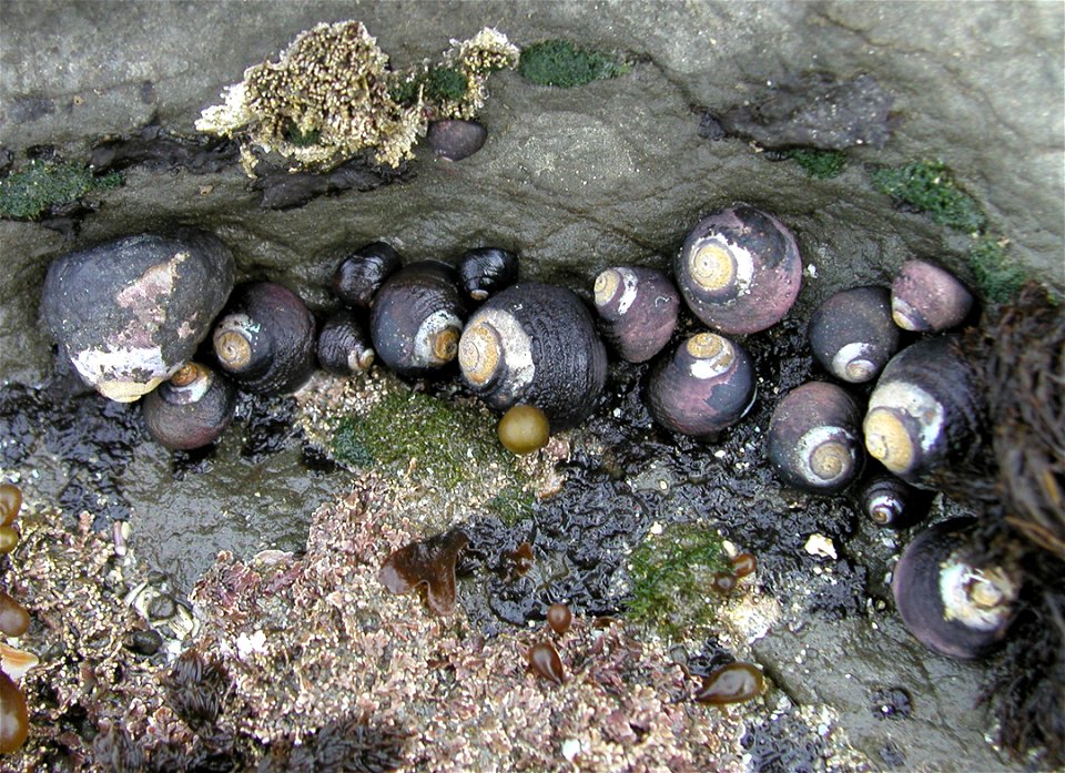 Black turban snails Chlorostoma funebralis (A. Adams, 1855)  (synonym:  Tegula funebralis).