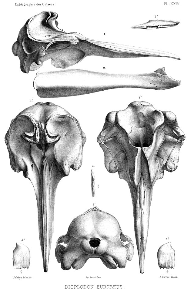 Van Beneden & Gervais (1880, pl. 24)
Beenderen van de Europese spitssnuitdolfijn (Dioplodon europaeus, synoniem van Mesoplodon europaeus).