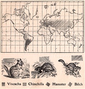 Weltkarte der Verbreitung der Viscacha, Chinchilla, Hamster und Bilch (1910).
Links Bisam, rechts Biber.