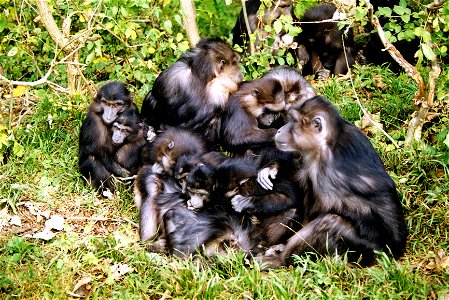 Un groupe de macaques de Tonkean. Photographie de Christophe Chauvin. photo