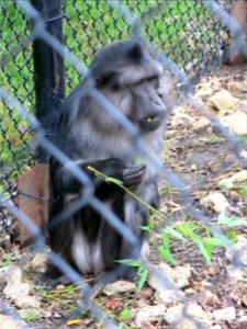 Tonkean macaque in the zoo of the bois d'Attily (Seine-et-Marne, France). photo