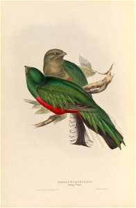 Pharomachrus fulgidus - A monograph of the Trogonidae, or family of trogons