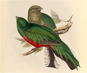 Pharomachrus fulgidus - A monograph of the Trogonidae, or family of trogons
