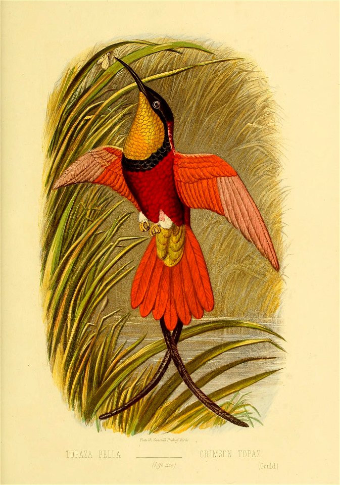TOPAZA PELLA 
CRIMSON TOPAZ 

(Life size)  (Gould)